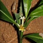 Psychotria psychotrioides 花