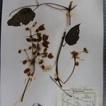 Clematis buchananiana Otro