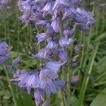 Hyacinthoides hispanicaBlomma