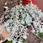 Sedum mendozae 叶