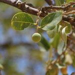 Boscia senegalensis Owoc