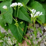 Asperula tinctoria Flor
