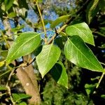 Populus balsamifera Habitus