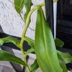 Nepenthes spp. Листок