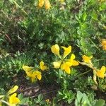 Lotus corniculatusFlor