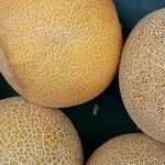 Cucumis melo Φρούτο
