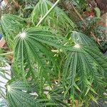 Jatropha multifida Habit