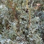 Juniperus deppeana Leaf