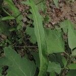 Diplotaxis muralis Leaf