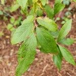 Vaccinium angustifoliumLeaf