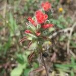 Castilleja nervata Λουλούδι