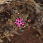 Pistorinia hispanica Flower