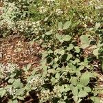 Rubus canescens 形態