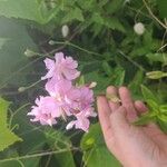 Saponaria caespitosa Fiore