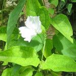 Thunbergia fragrans برگ