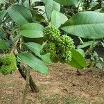 Esenbeckia grandiflora Fruit