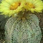 Astrophytum asterias Blatt