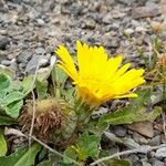 Paranephelius asperifolius Flower