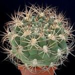 Gymnocalycium saglionis Habit