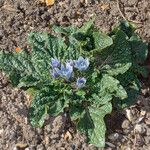 Mandragora autumnalis Leaf