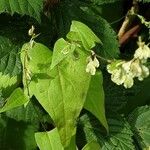 Fallopia dumetorum Leaf