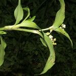 Tripogandra serrulata 花