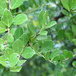 Maytenus procumbens Leaf