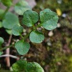 Cardamine hirsuta পাতা