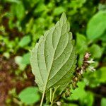 Orthosiphon thymiflorus Blatt
