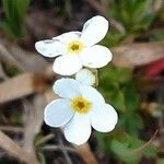 Androsace obtusifolia Fula
