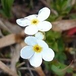 Androsace obtusifolia Blomst