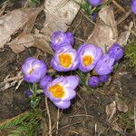 Crocus sieberi Habitus