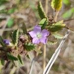 Melochia spicata Flor