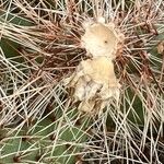 Opuntia polyacantha ᱵᱟᱦᱟ