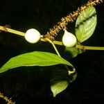 Paullinia pinnata Плід