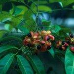 Harpullia arborea Fruit