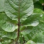 Solanum tuberosum Leaf