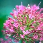 Centranthus ruber Flower