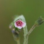 Cynoglossum asperrimum 花