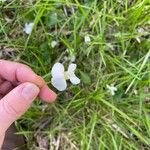 Viola striata Flor