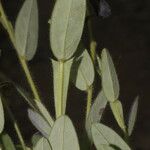 Crotalaria sagittalis List