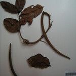 Forsteronia obtusiloba Otro