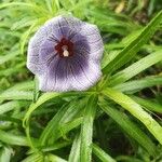 Nesocodon mauritianus Flower