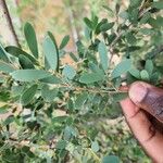 Leptospermum laevigatum Blad