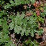 Erucastrum nasturtiifoliumHoja