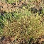 Launaea lanifera عادت داشتن