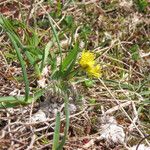 Draba aizoides Habit