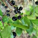 Gaylussacia baccata Fruit