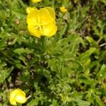 Oenothera laciniata Leaf