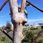 Araujia sericifera Bark